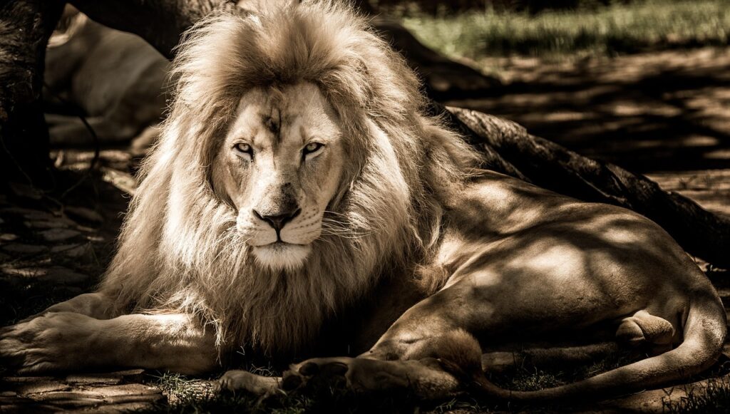 現在の画像に代替テキストがありません。ファイル名: ianza-lion-3123179_1280.jpg